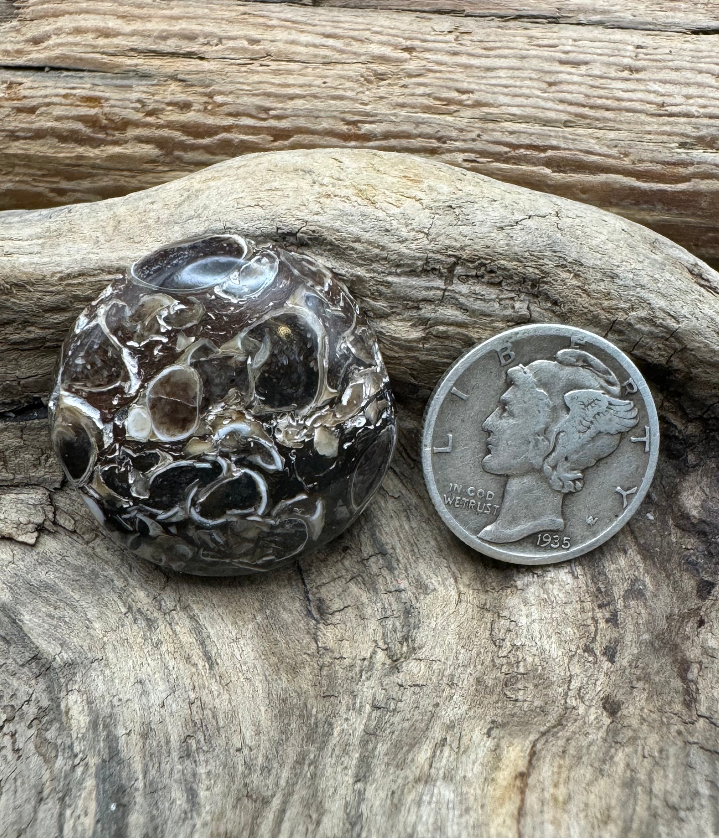 Wyoming Turritella agate ￼ cabochon