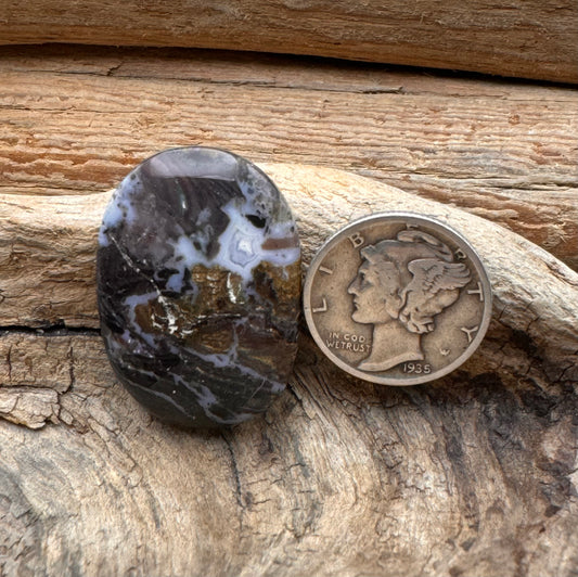 Petrified wood, central Utah cabochon