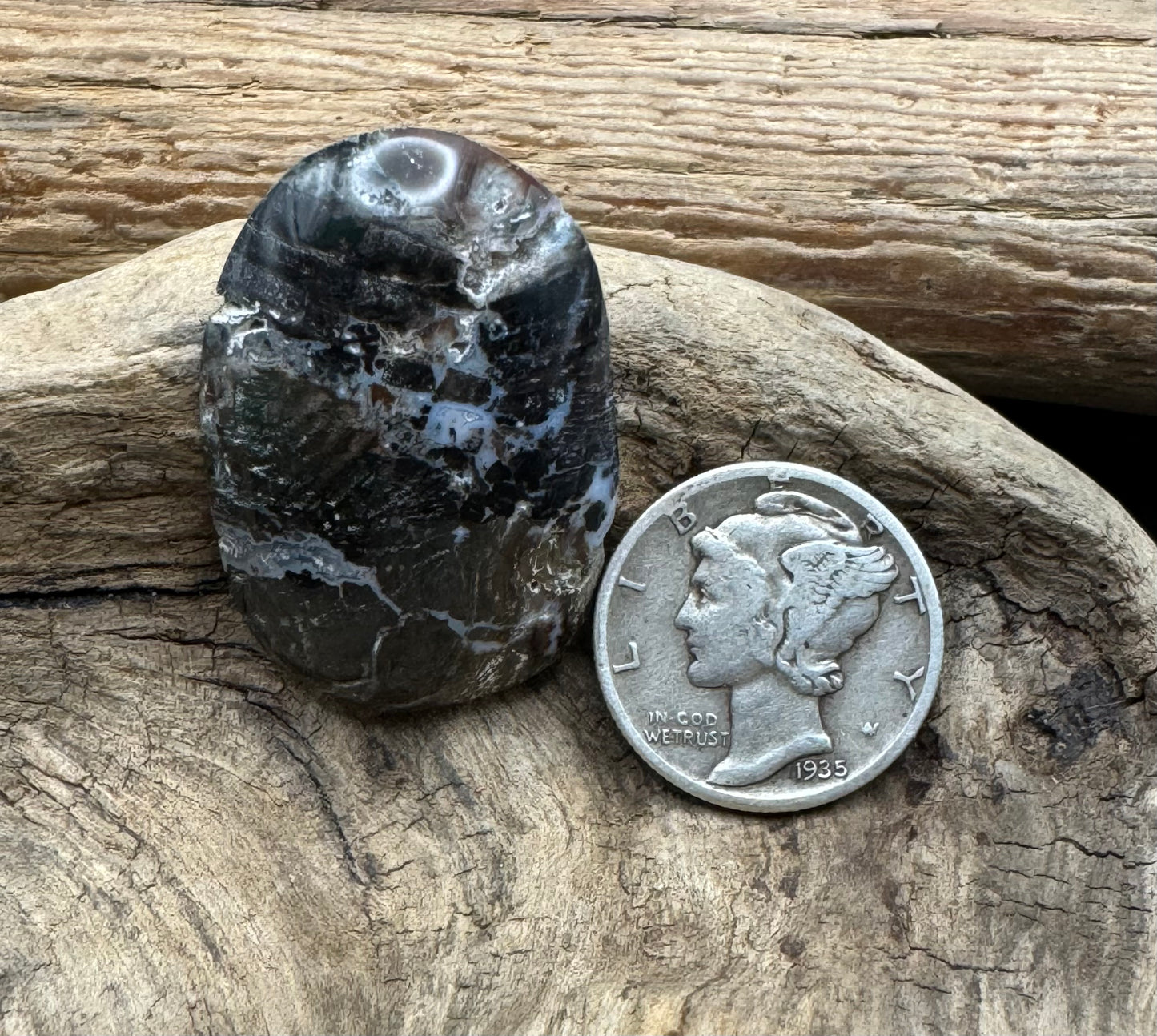 Central Utah petrified wood cabochon ￼