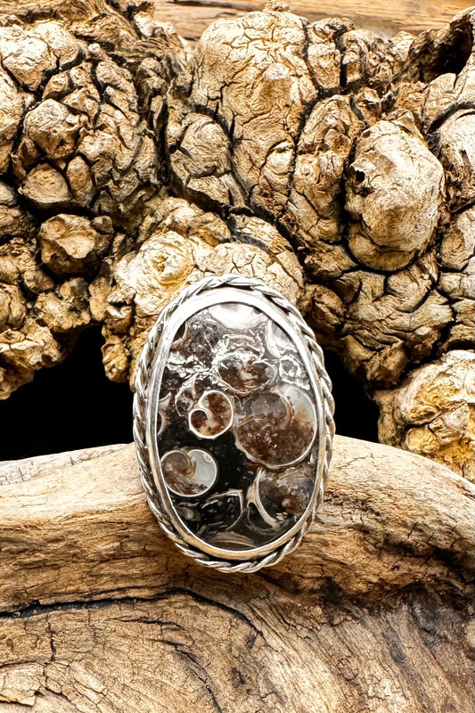 Turritella agate ring